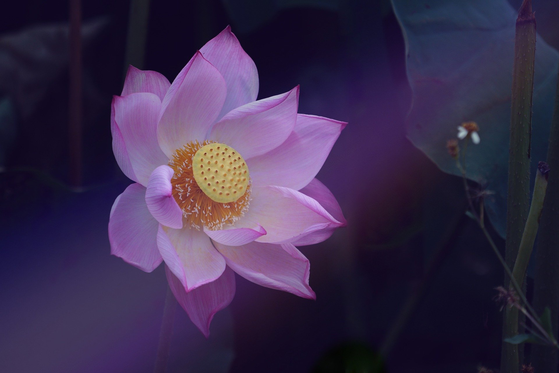 bilde